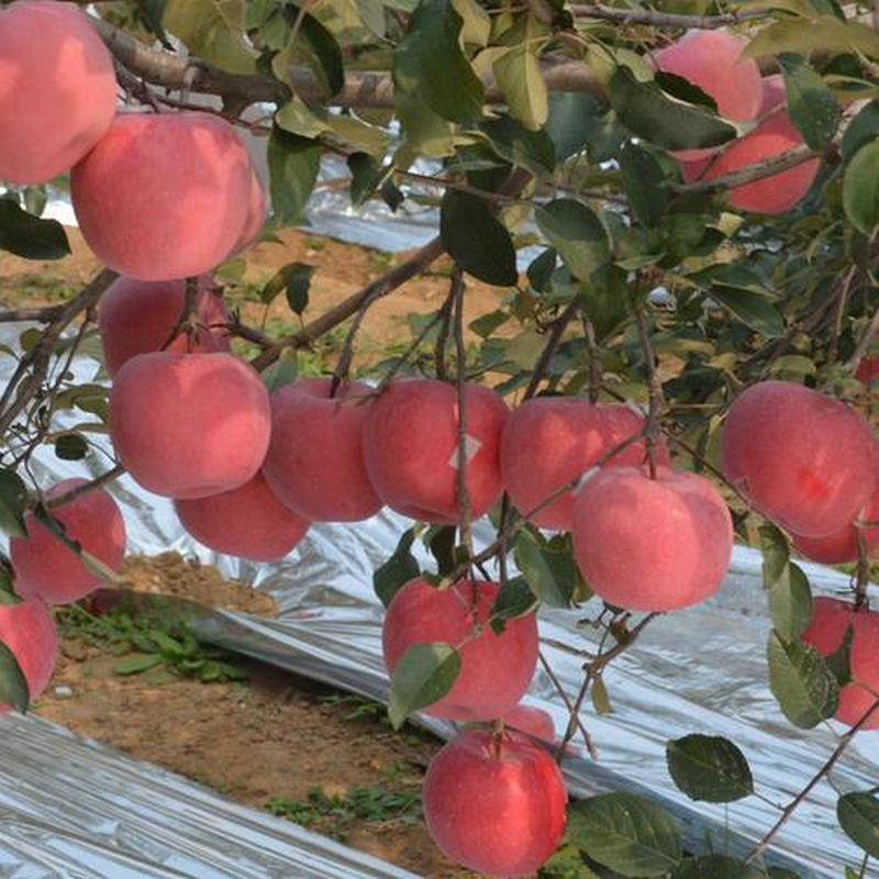 新品种苹果树苗红富士矮化苗烟富系列苹果苗小苗南北方果树苗