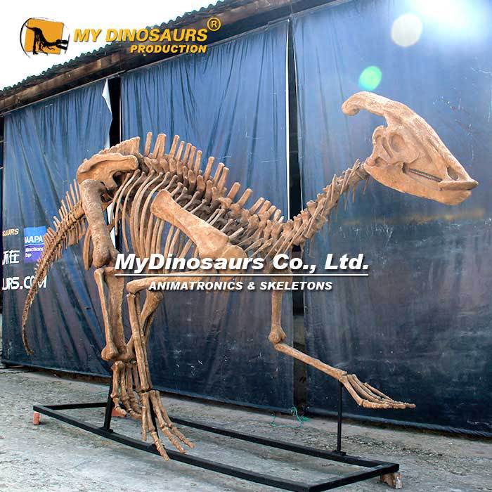 副栉龙化石骨架