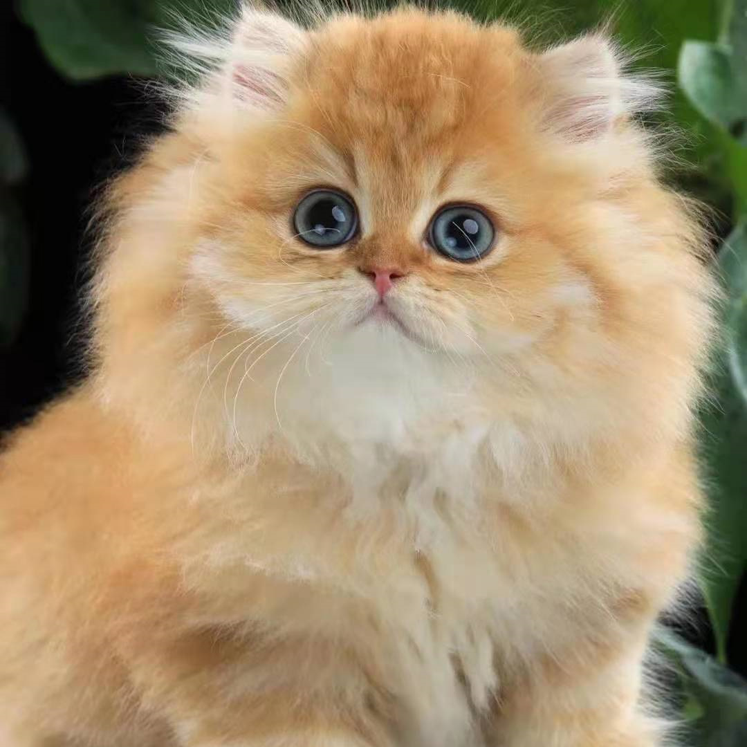 纯种金渐层长毛金渐层猫11色渐层猫12色渐层猫金渐层幼猫活物