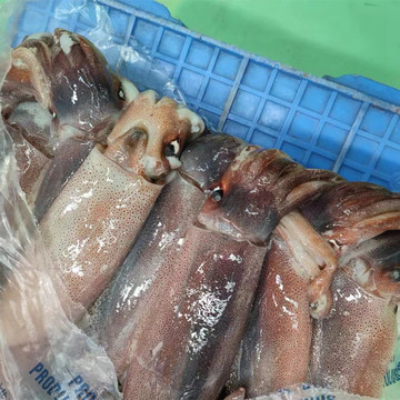 批发 船冻阿根廷鱿鱼12.5kg整箱 灯光冷冻鱿鱼 铁板尤鱼海鲜烧烤