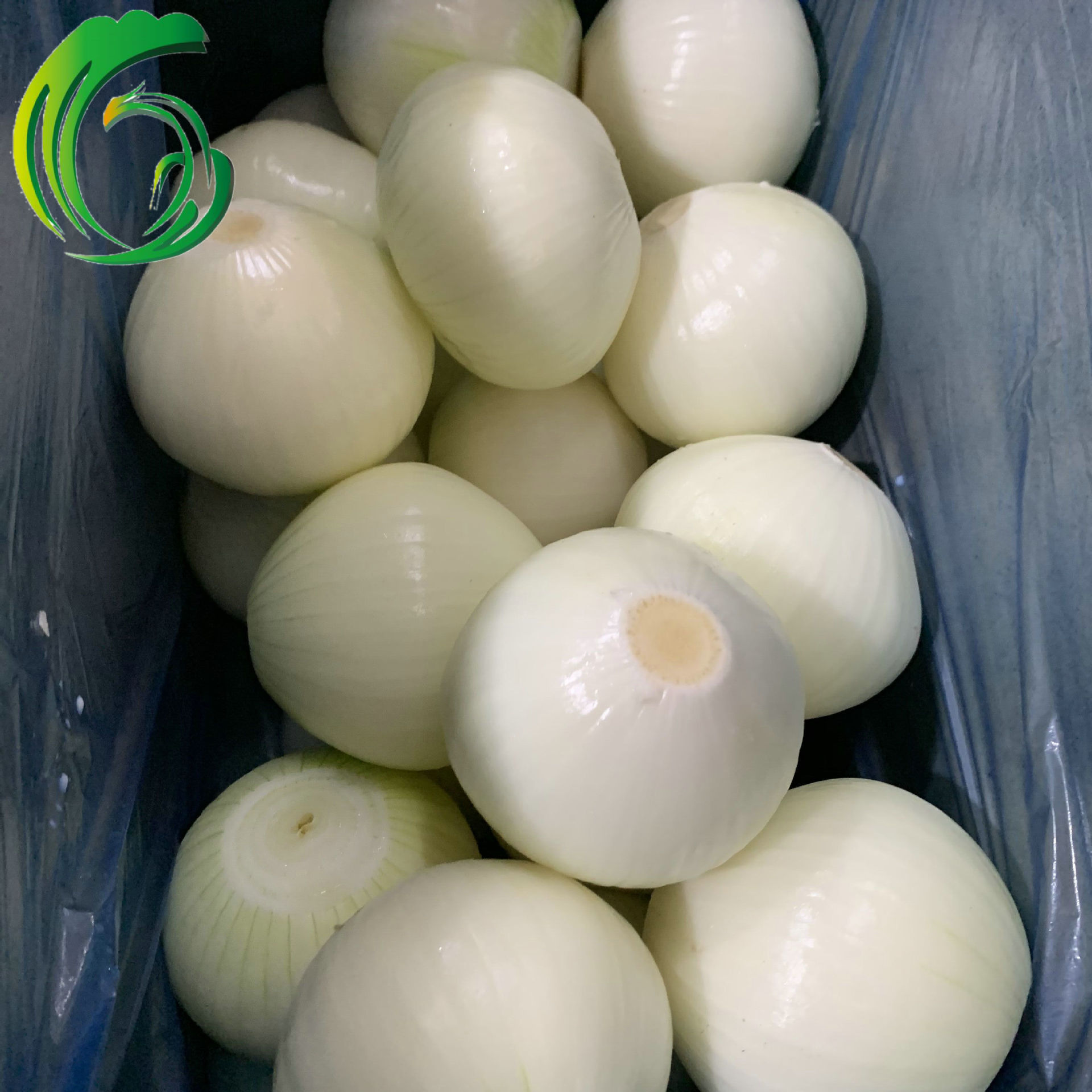 洋葱出口 日本 20kgs纸箱包装 工厂直供 河南产地 备案种植基地产