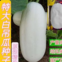 特大白吊瓜种子早熟高产新品种做馅庭院爬藤食用保健四季蔬菜种子