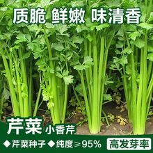 四季小香芹种子脆嫩西芹芹菜种子四季蔬菜种子盆栽种子