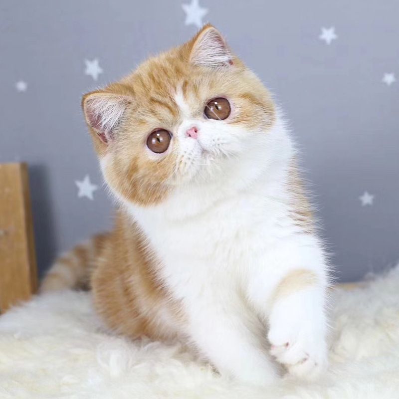 纯种加菲猫咪异国短毛猫幼崽净樊矮脚纯白色加菲猫小猫宠物活物