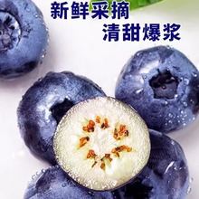 蓝莓鲜果现货新鲜孕妇宝宝水果蓝梅2盒4盒8盒包邮速卖通工厂批发