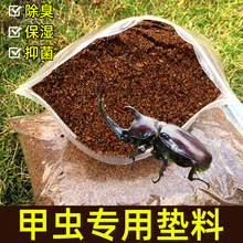 巴拉望巨扁/成虫*幼虫/血统/锹甲/爬宠/甲虫/昆虫【mose虫屋】