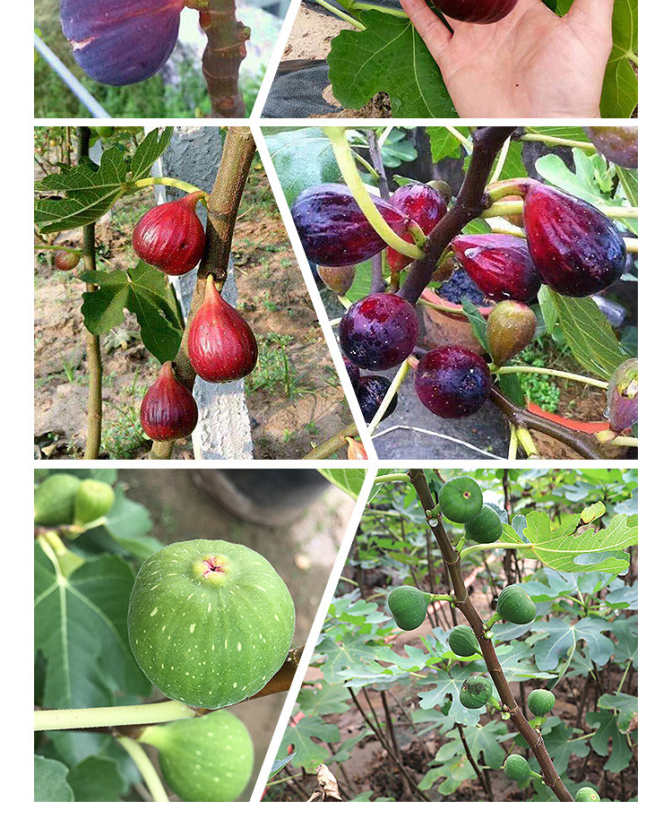 无花果树果苗特大地栽盆栽当年结果阳台庭院种植早晚熟新品果树苗