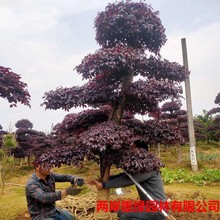 基地批发造型红花檵木桩 批发红花继木树桩 庭院绿化红花檵木古桩