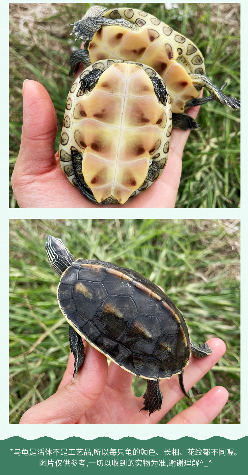 外塘珍珠龟活体宠物龟花龟台湾草龟观赏龟长寿水龟小乌龟活体直销