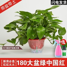 大盆绿萝盆栽室内吸除甲醛花卉植物绿植好养大叶长藤垂吊绿箩厂家