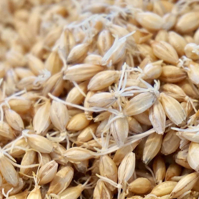 富硒麦芽粉200ppm 富硒原料 麦芽提取物 小麦胚芽粉 现货量大从优