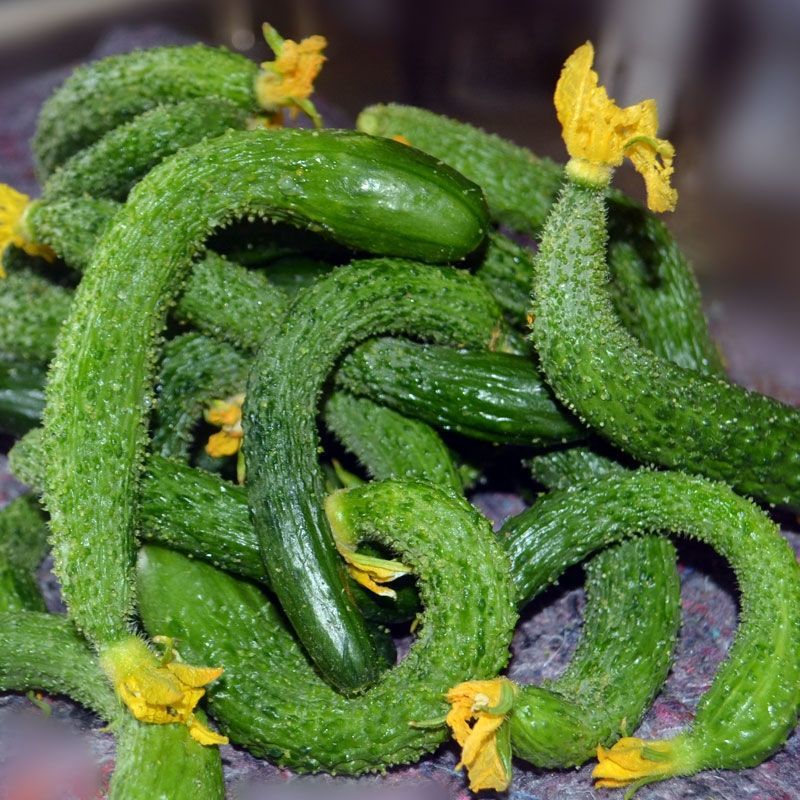 【特选均匀】新鲜小黄瓜扭小青瓜小弯黄瓜黄瓜妞鲜瓜扭加冰发货批