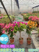 三角梅盆栽带花四季开花爬藤植物阳台小花卉庭院勤花好养大苗绿樱