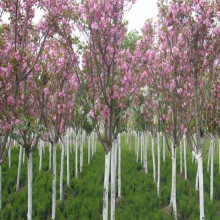 批发山樱花树苗粉色系日本樱花盆栽地栽庭院树绿化树北方南方小苗