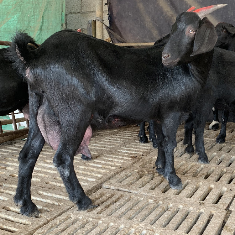 江门黑山羊 淄博黑山羊 黑山羊放养图片 黑山羊山西 山西黑山羊