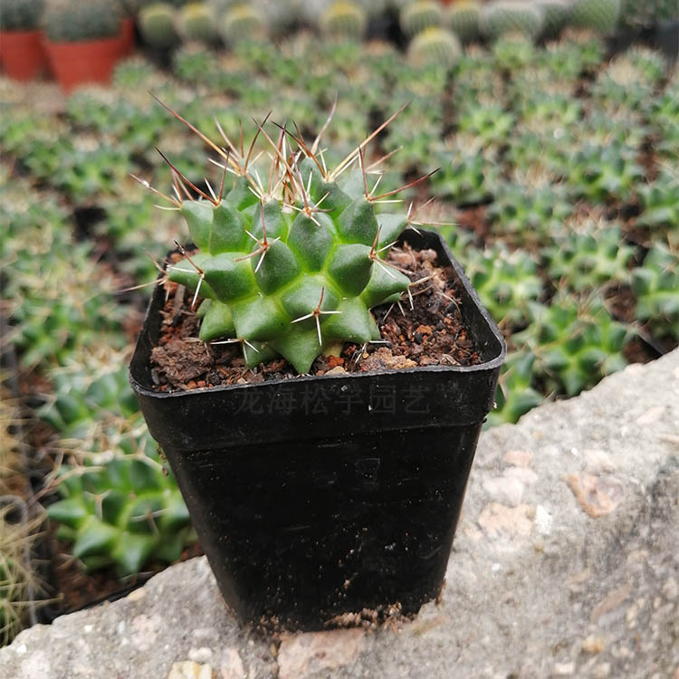 多肉植物批发 约4-6cm 魔象 毛象仙人球 裸根 花卉盆栽绿植