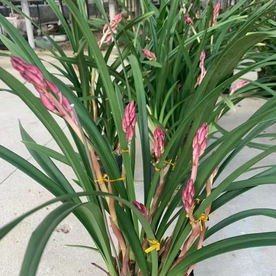 带花包,红满天,是秋冬花季建兰,过年正花开旺季的喜庆品种