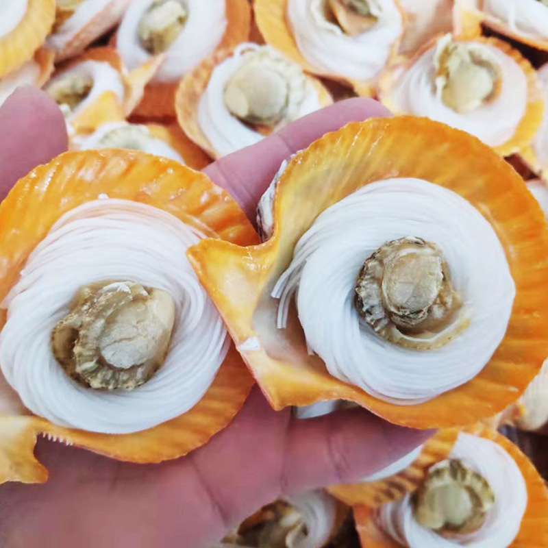 冷冻粉丝大扇贝新鲜元贝蒜蓉半壳黄金贝烧烤食材商用批发200粒/件