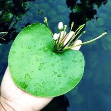 一叶莲水生花卉荷叶碗莲睡莲水培植物带花苞四季开花室内阳台莲花