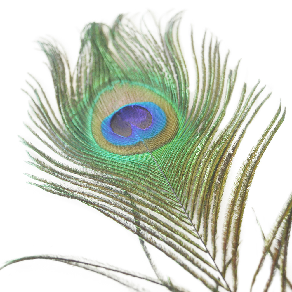 精选大眼睛4-6cm孔雀毛天然真羽毛捕梦网diy采耳制作孔雀花瓶装饰