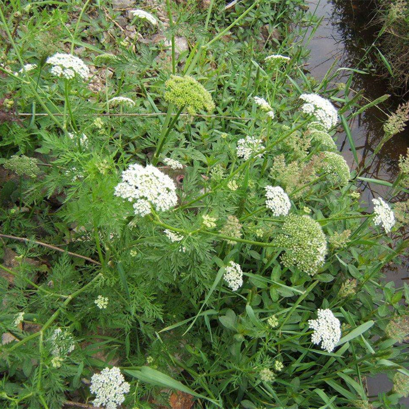 中药材蛇床子种子蛇床子蛇床仁野胡萝卜子蛇米野茴香蛇床实种籽