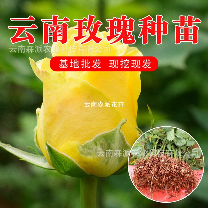 金香玉玫瑰苗大花月季花苗黄色玫瑰花苗四季切花月季种苗花卉盆栽