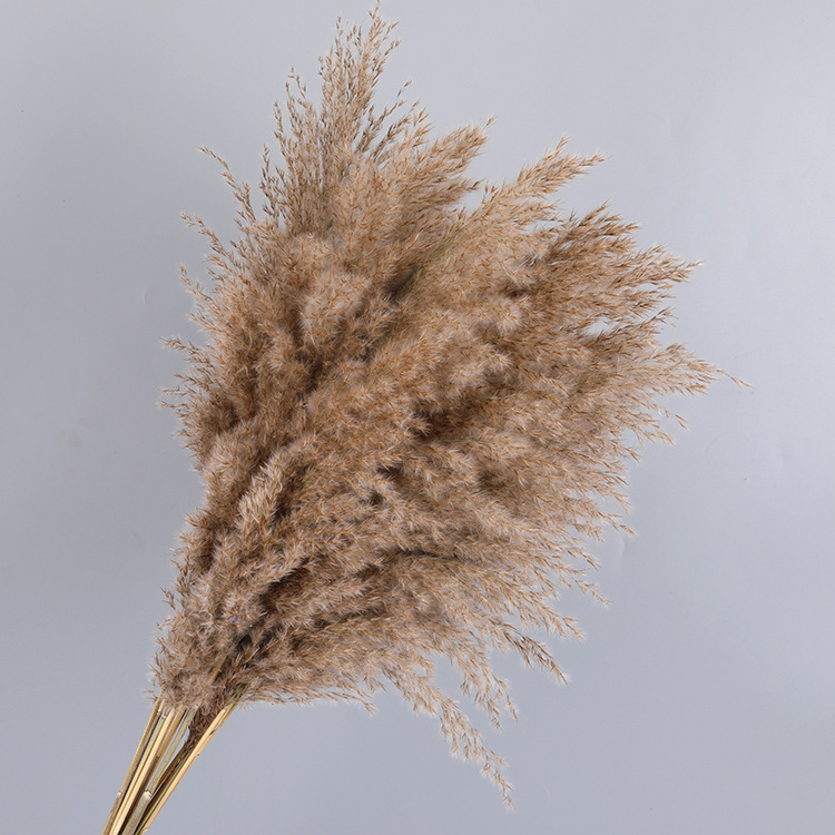 云南干花永生花铁杆芦苇干花束家居装饰大芦苇花材芦竹大蒲苇干花
