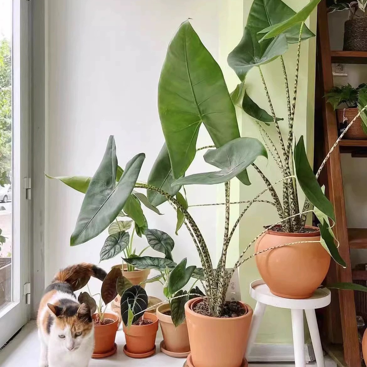 斑马虎斑海芋新奇室内庭院稀有热带绿植观叶植物盆栽网红ins风