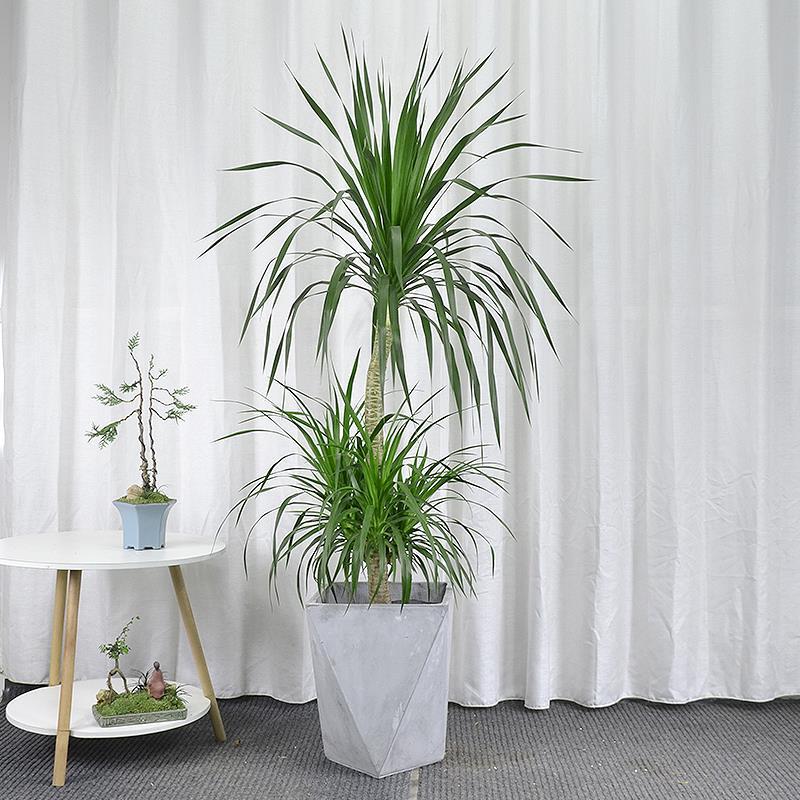 网红造型太空铁绿植龙血树办公室客厅内植物盆栽直播间一物一拍