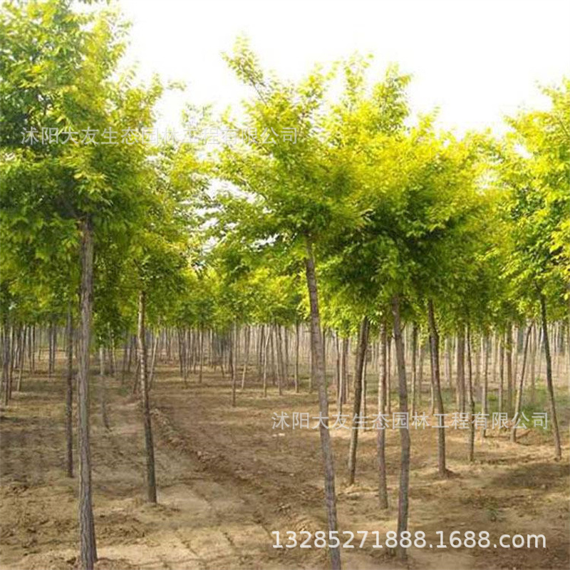 基地批发 自产自销金枝槐苗 黄金槐 景区造景道路园林工程绿化苗