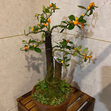金豆盆景素材四季不落叶观果树桩老桩客厅庭院办公室桌面盆栽