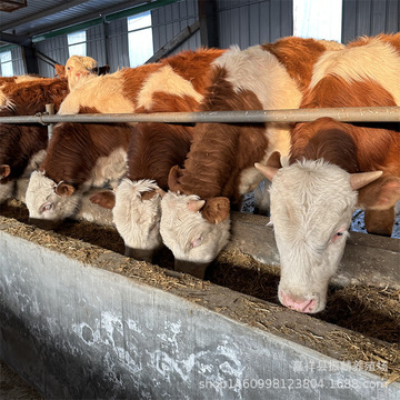 活牛出售鲁西黄牛小牛犊子活体西门塔尔牛犊价格肉牛犊小牛仔养殖