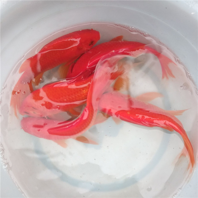 包邮红草5条装活体锦鲤金鱼草金冷水鱼观赏鱼活鱼饲料锦鲫鱼苗鱼1