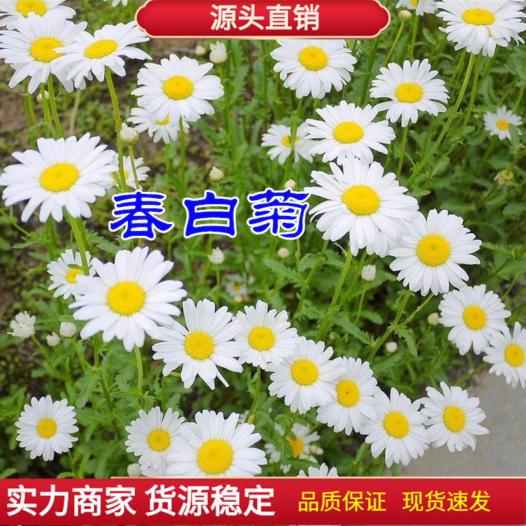 名贵菊花种子 杭白菊 洋甘菊花籽 春白菊种子 西洋菊 春黄菊种子