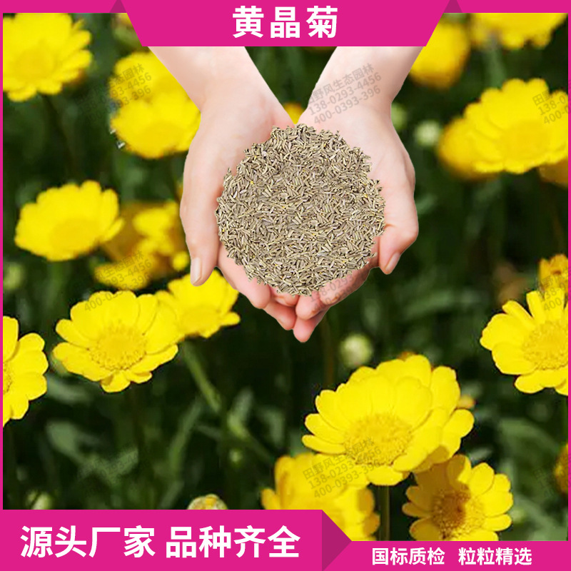 黄晶菊种子耐寒园艺园林花种子 景观花海花卉种子绿化观赏花种籽