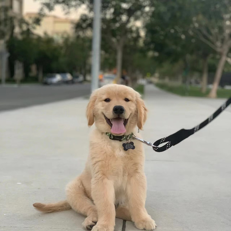 出售纯种金毛犬幼犬 导盲犬巡回猎犬家养大头幼犬 血统金毛宠物狗