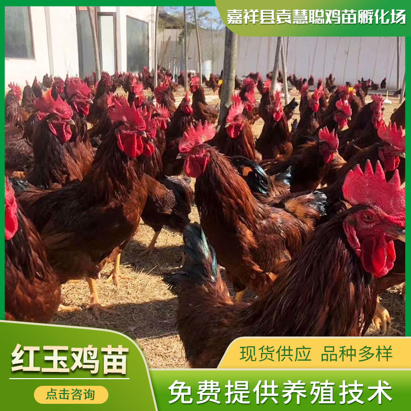 农家散养红玉公鸡苗 红玉380公鸡苗笨鸡 受精种蛋散养红玉大公鸡