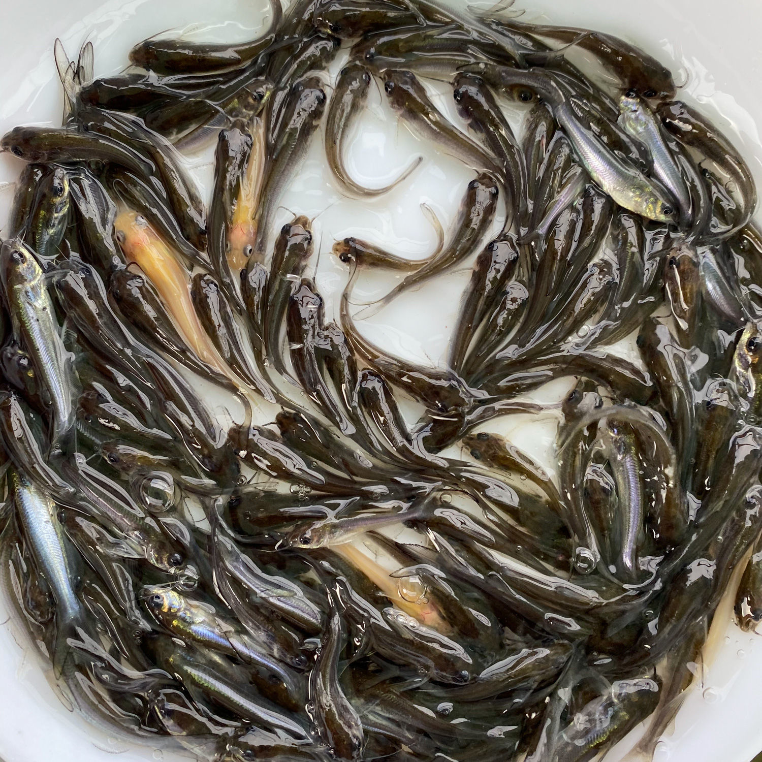 叉尾鮰鱼苗淡水活体养殖斑点鮰鱼苗钳鱼苗好养冷水观赏鱼塘鱼苗