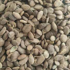 瓜蒌仁 瓜蒌籽 瓜蒌子 栝蒌实 中药材批发 1000g克