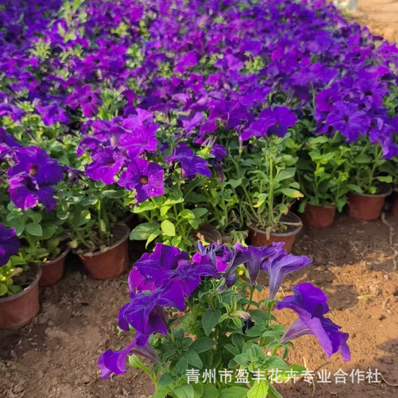 牵牛花紫色红色粉色矮牵牛盆栽青州基地批发庭院工程用宿根花苗