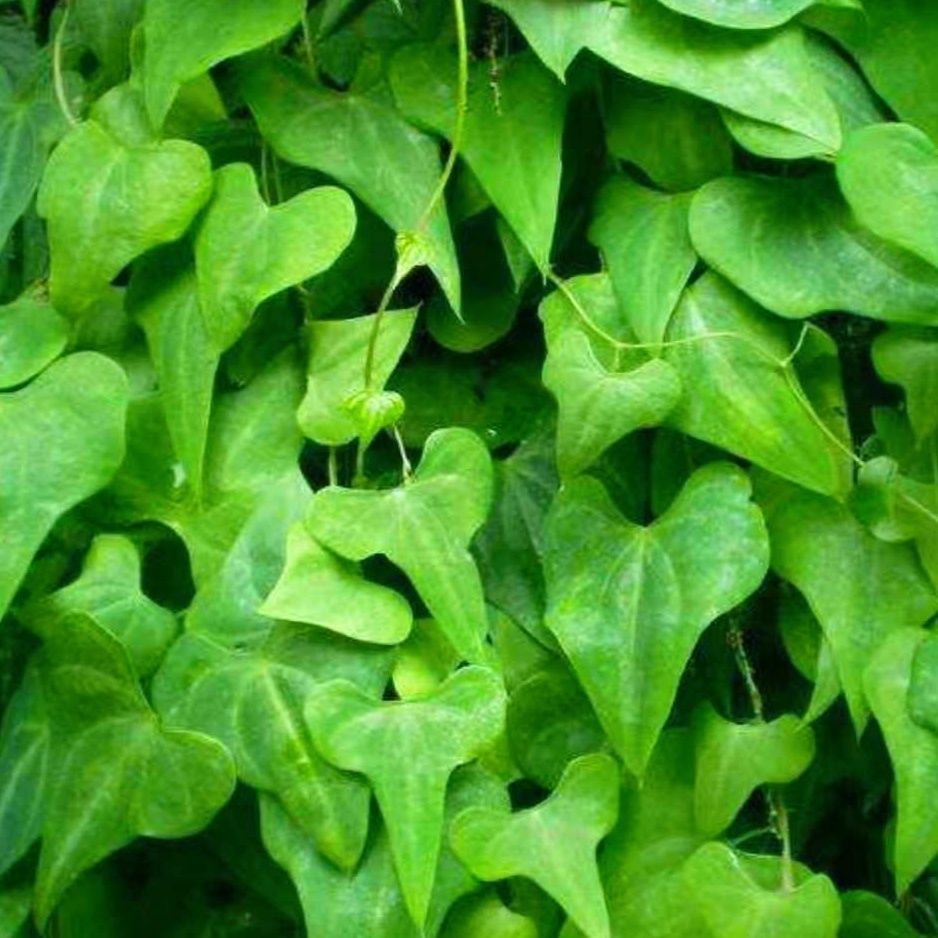 22秋季新货现挖新鲜黄姜火头根1斤包邮湖北宜昌远安土特产