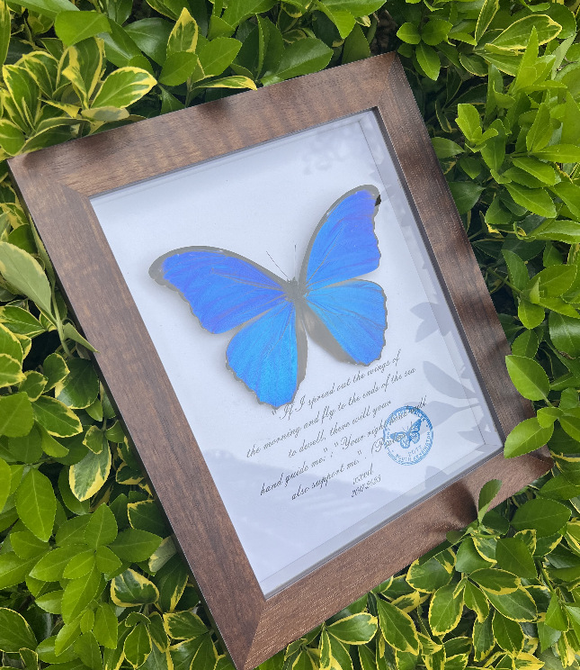 热销欢乐女神闪蝶晶闪未展翅原蝶真蝴蝶标本