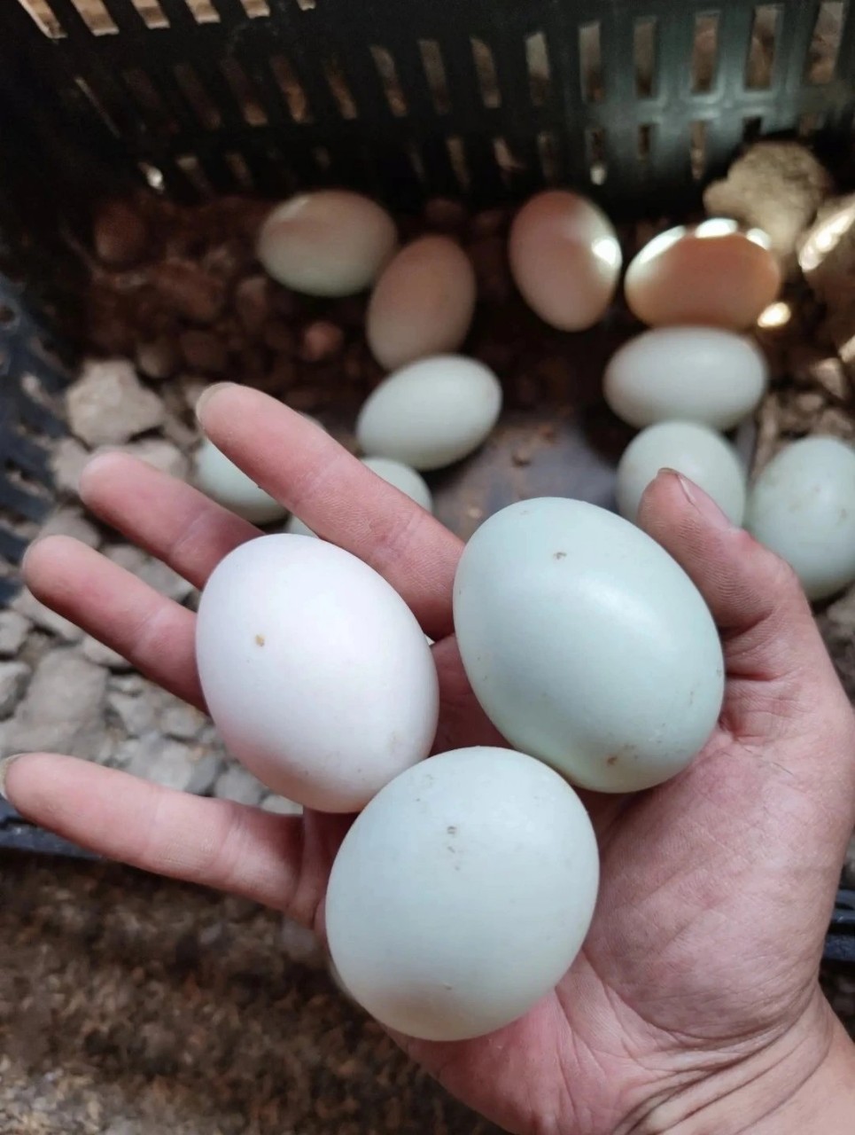 北部湾新鲜现捡海鸭蛋无饲料吃小鱼小虾长大生鸭蛋红心蛋20枚包邮
