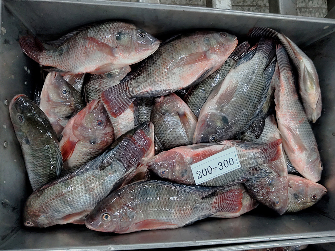 速冻tilapia罗非鱼 产地河湖溪捕捞整鱼福寿鱼冷冻非洲鲫定重包冰