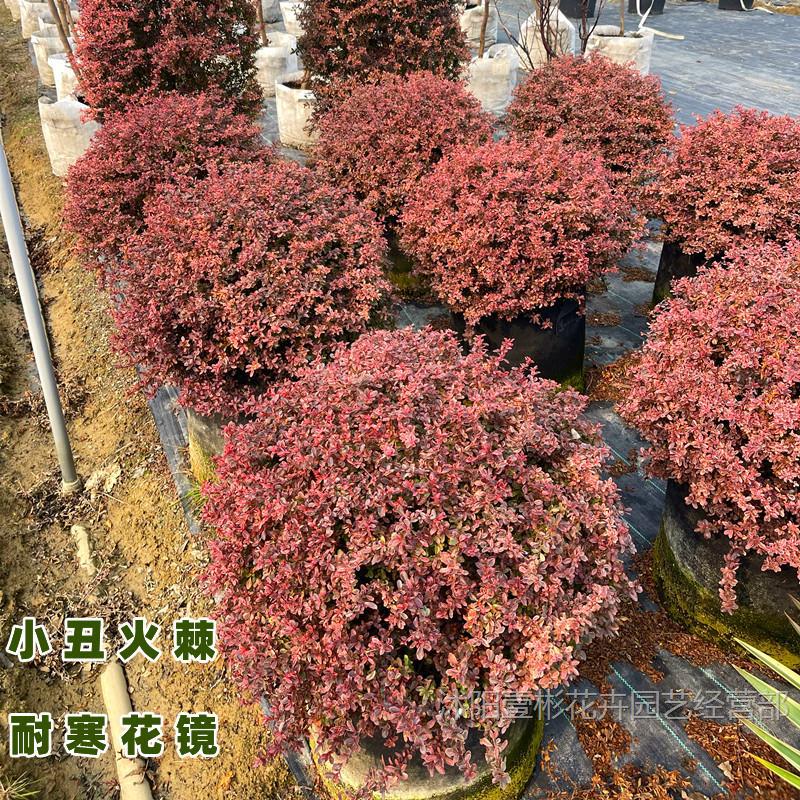 小丑火棘球火棘塔柴耐寒变色高档精品落地球花园设计搭