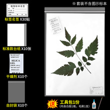 植物标本台纸卡纸标本纸吸水纸植物标本夹植物标本制作工具材药材