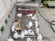 笼子自由空间兔笼养殖场养殖室内室外不锈钢笼