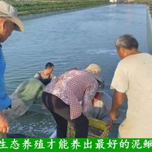 台湾小泥鳅苗本地青鳅东北金鳅水花鲜活筏钓养殖淡水乌龟龙鱼饲料