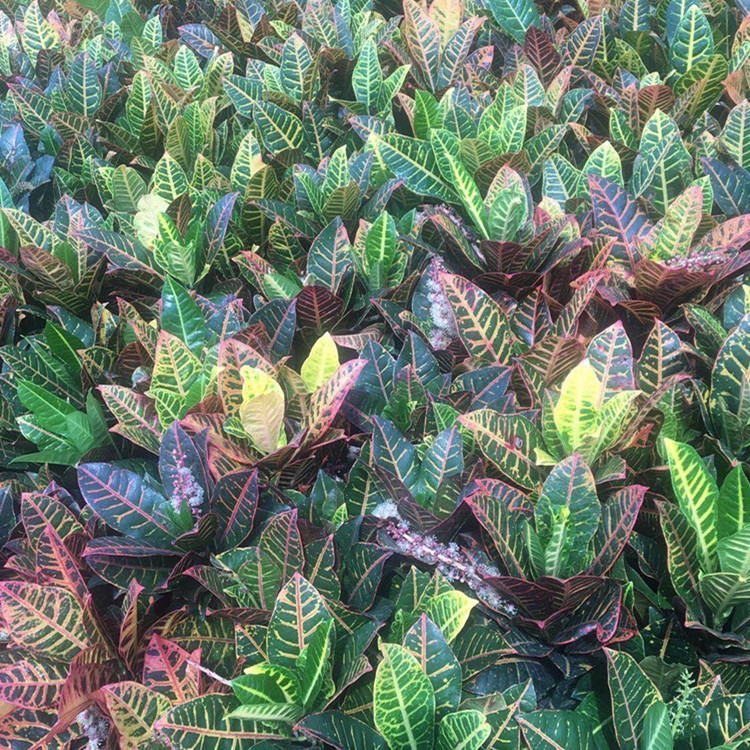 变叶木 彩霞变叶木 海南变叶木 大叶洒金 洒金榕 绿化工程报价