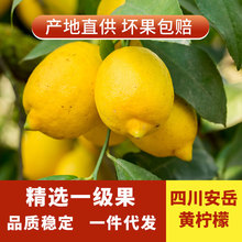 四川安岳柠檬鲜果一级黄柠檬 当季新鲜水果批发产地直发一件代发